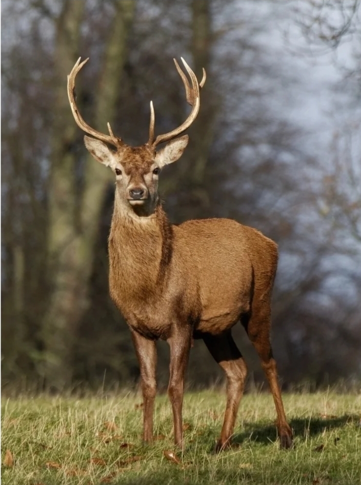 Ohio Deer Cam